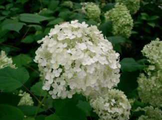 Arborescens