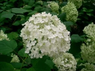 Arborescens