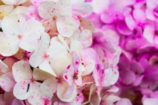 Hortensia blanca y rosada