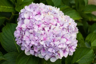 Hortensia floreciendo