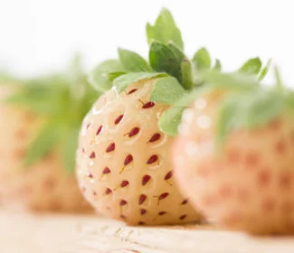 Pineberry o fresa blanca