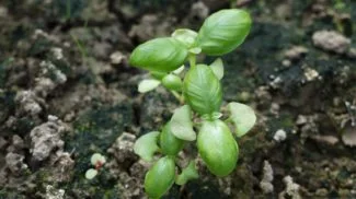 Pequeñas plantas de albahaca