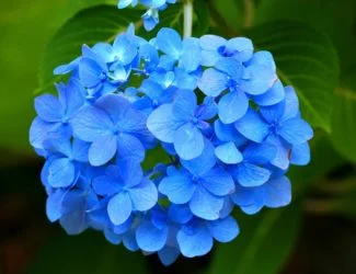 Hortensia de color azul