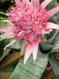 Imagen de Bromelia, un estilo que me recuerda a la piña enana