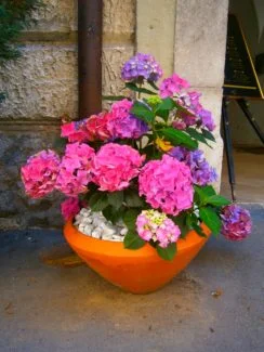 Hortensias en maceta