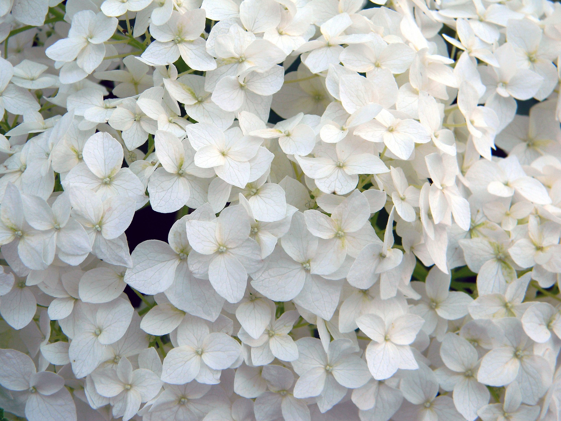 Hortensia Trepadora: Un manto de flores blancas para muros y estructuras