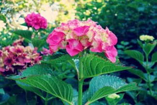 Planta de hortensia