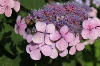 Flores de Hortensia Serrata femeninas junto a flores masculinas rosadas