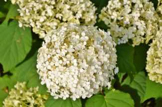 Hydrangea Arborescens blanca