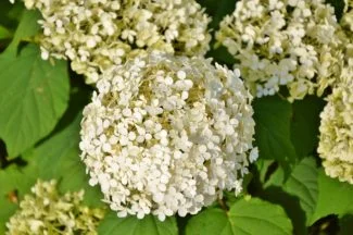 Hydrangea Arborescens blanca