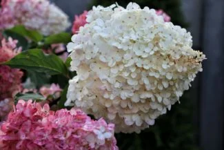 hydrangea paniculata en blanco y rosa