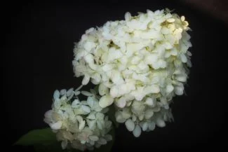 hydrangea paniculata foto de estudio