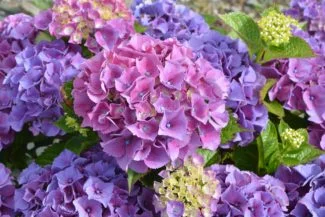 Macrophylla con tonos rosadoss y púrpuras