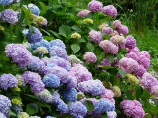 Macrophylla