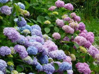 Macrophylla