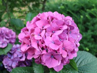 Cabeza de hortensias serrata rosas