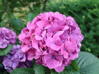 Cabeza de hortensias serrata rosas
