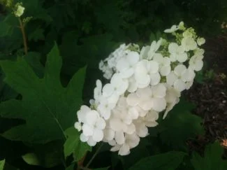 Podemos ver la hoja en forma de roble de gran tamaño