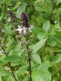 Planta de albahaca tailandesa con flores moradas