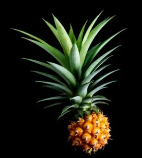Fruto de piña enana ya maduro con toques dorados y de pequeño tamaño