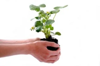 Planta de fresa