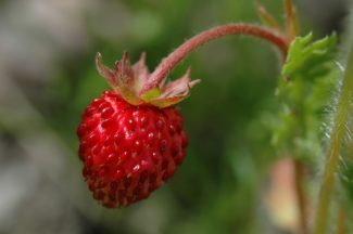 Estolon de fresa