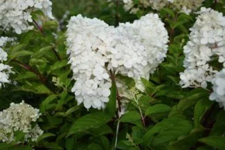 hydrangea paniculata doble floración
