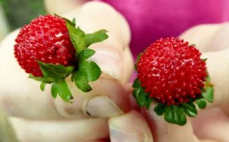 Strasberry