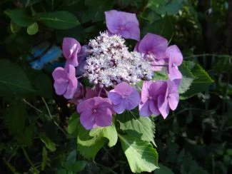 Serrata