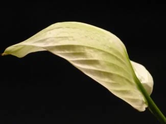 Hoja con tonos marrones. uno de los problemas típicos del Lirio de la Paz