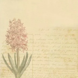 Paniculata