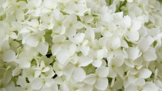 Hydrangea arborescens macro