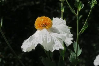 Romneya coulteri By John Rusk — CC BY 2.0
