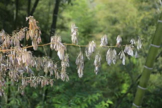 Por Zhangzhugang (Wikimedia Commons)