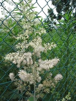 Bocconia cordata