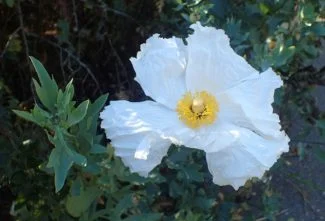 Romneya coulteri en primavera