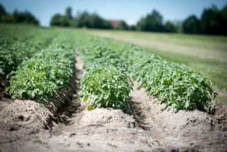 Una plantación de patatas en líneas paralelas típica