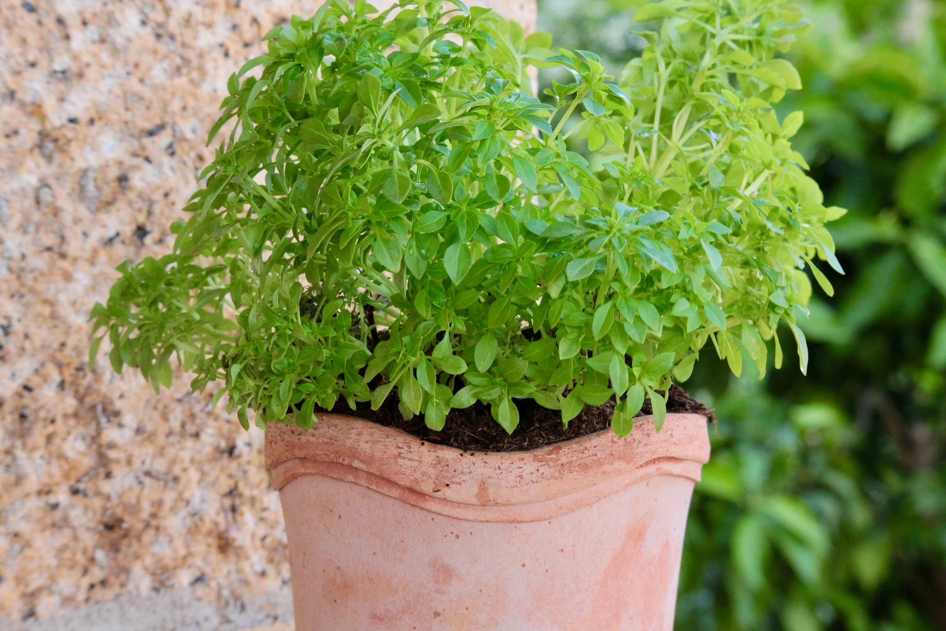 Hoja Pequeña