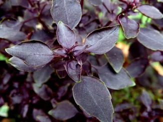 Morada