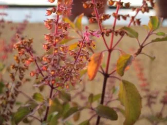 Tulsi