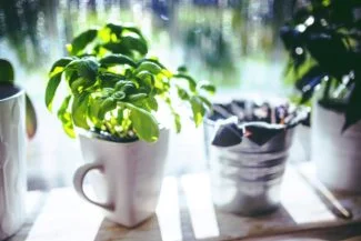 Albahaca de hoja pequeña taza