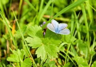 Una mariposa atraída por el la planta