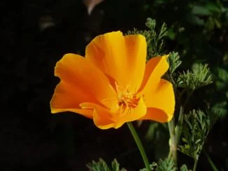 Los rayos de sol inciden sobre la flor creciendo diferentes tonalidades