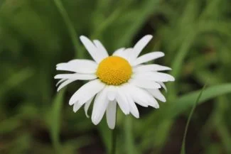 Alemana