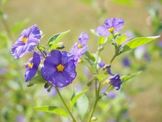 Flor de la Patata