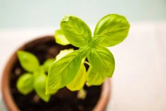 Hoja Pequeña
