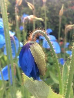 Empezando a florecer desde el capullo con esos tones azules