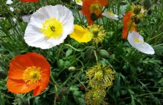 Plantándolas en grupo crea un efecto más vistoso, impresionante