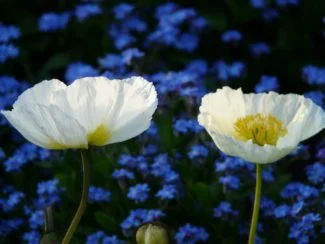 Papaver nudicaule
