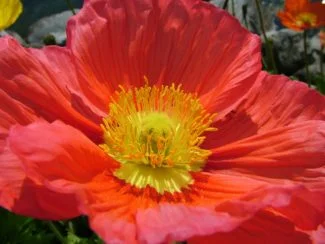 Una Amapola de Islandia, Ártica o Papaver Nudicaule